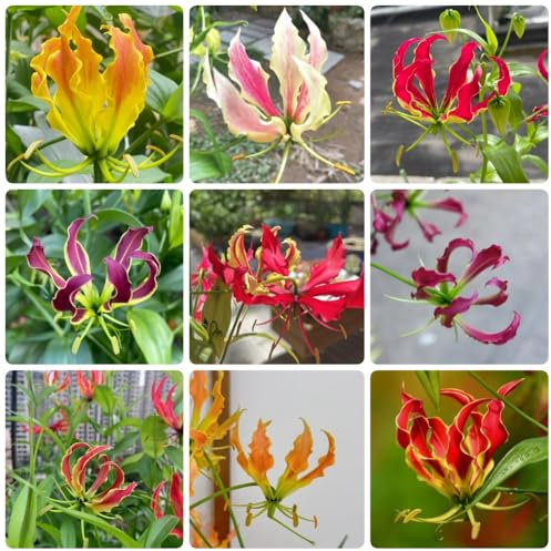 Bulbos de lirio de fuego - Las plantas perennes son plantas perennes resistentes. gloriosa superba - las plantas trepadoras son resistentes plantas para lugares soleados Las plantas de 6pcs