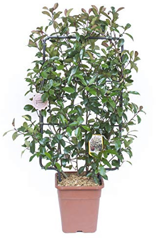 Vannucci Piante - Photinia x fraseri Red Robin, Spalliera, Pianta vera in vaso, Pianta da terrazzo