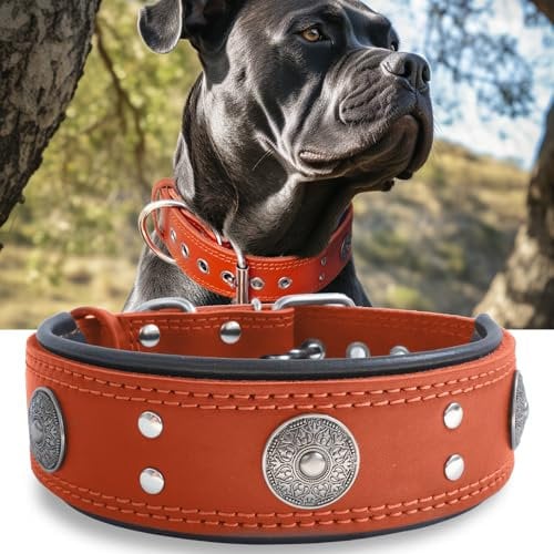 Hundehalsband Leder, 5 cm Breites Robustes Echtes Lederhalsband, Handgefertigt, Weich und Luxuriös, Auffällige Beste Wahl für Große und Mittelgroße Hunderassen,orange 42-52 cm