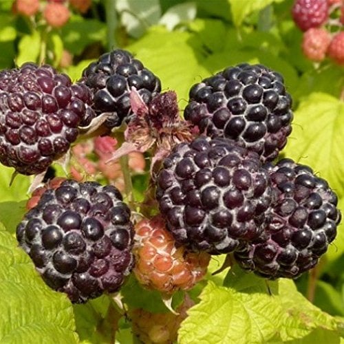 Himbeere Black Moon schwarz vorzüglicher Geschmack robust und sommertragend ca. 60 cm im 5 L Topf