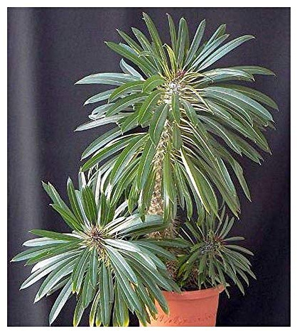 Shop Meeko 5 Samen: Pachypodium lamerei - Madagaskar Palme - 5 Samen