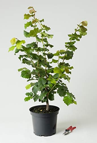 Haselnuss-Strauch Hallesche Riesennuss - Corylus avellana Hallesche Riesennuss 60-100 cm hoch - Garten von Ehren