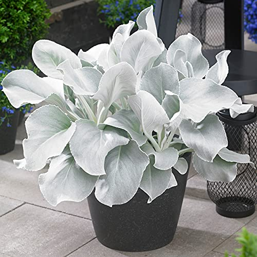 Senecio 'Angel Wings' (17cm Topf) - Auffälliges Silbernes Laub - Ideal für Beete & Behälter