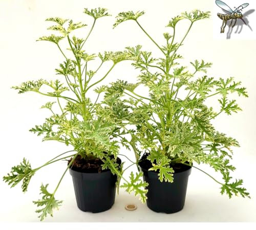 POWERS TO FLOWERS - GERANIO ODOROSO ANTINZANZARE A FOGLIA VARIEGATA, 2 PIANTE, VASO 12cm, piante vere