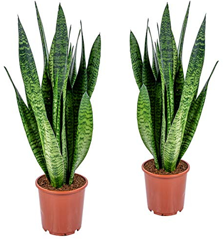 Bloomique - 2er Set - Sansevieria Zeylanica - Bogenhanf - Sukkulenten - Zimmerpflanzen - Sehr Pflegeleicht - Höhe 60-70 cm - Topf 17 cm