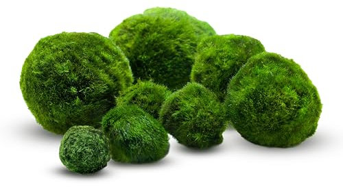 10 pezzi + 1 sfere di muschio per acquario, Cladophora aegagropila linneiae muschio, piante acquarie, muschio, decorazione per acquario, piante vere, marimo, moosball (2-3 cm)