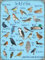 The A-z of Birds,12 * 8 Inches Vintage Funny Poster Wall Decor Art Gift Retro Picture Metal Sign