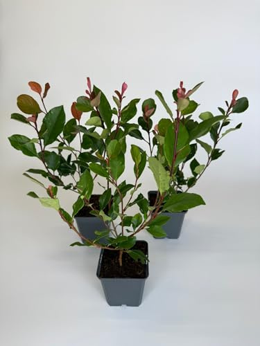 10 Stück, 20-25cm, Topf 9cm, Glanzmispel Photinia fraseri „Little Red Robin“