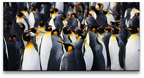 Paul Sinus Leinwandbild 120x60cm Pinguine Kaiserpinguine Pinguinkolonie Natur Schön