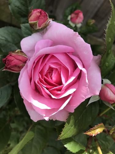 Mum in a Million-Pink Fragrance Rose- Mother’s Day Gift - Pink Fragrant Hybrid Tea Rose Plant in A 3 Litre Pot