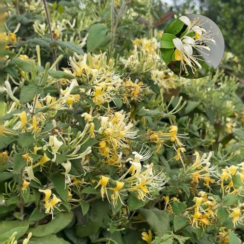 450 Pcs Kletterpflanzen Geißblatt Samen - Lonicera Japonica - Deko Blumen, Bonsai Samen, Pflanzen Wandhalterung Geißblatt Kaufen Samen, Saatgut Blumenbeet, Exotische Pflanzen Winterhart