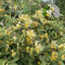 450 Pcs Kletterpflanzen Geißblatt Samen - Lonicera Japonica - Deko Blumen, Bonsai Samen, Pflanzen Wandhalterung Geißblatt Kaufen Samen, Saatgut Blumenbeet, Exotische Pflanzen Winterhart