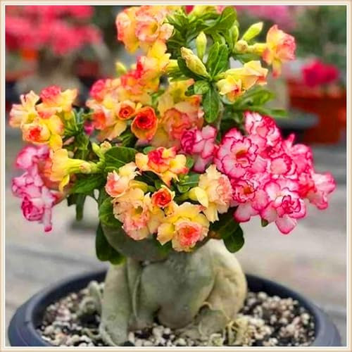 Wüstenrose zwiebeln winterharte mehrjährig,Gartenarbeit,seltene pflanzen,adenium pflanze knolle,Topfpflanzen,Wüstenrose Bonsai.-2 zwiebeln-C