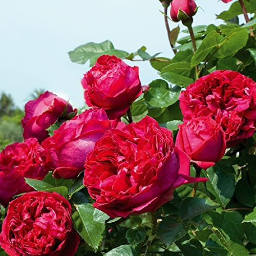 Pianta ROSA BREVETTATA ERIC TABARLY ® RAMPICANTE rosso MEILLAND vera PROFUMATA vaso19 FOTO REALE AMDGarden