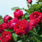 Pianta ROSA BREVETTATA ERIC TABARLY ® RAMPICANTE rosso MEILLAND vera PROFUMATA vaso19 FOTO REALE AMDGarden