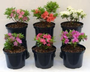 Meredith Nurseries 3 Mixed Dwarf Azalea Shrub Plants 2ltr pots