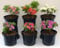 Meredith Nurseries 3 Mixed Dwarf Azalea Shrub Plants 2ltr pots