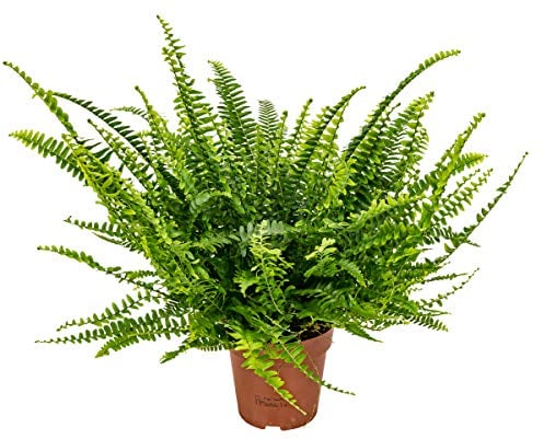 Bloomique - Nephrolepis Exaltata Vitale - Schwertfarn - Zimmerpflanzen - Luftreinigend - Höhe 20-30 cm - Topf 12 cm
