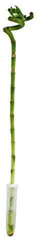 Glücksbambus 'Lucky Bamboo' - spiralförmig - im Röhrchen - Dracaena Sanderiana - ca. 40 cm hoch