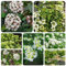 250 pcs Schneeball Pflanzen Samen - wildblumen balkonblumen, schnittblumen samen Viburnum dilatatum - blumenwiese mehrjährig gartenpflanzen winterharte stauden für pralle sonne gärtner