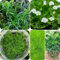 500 pcs Sternmoos Samen Winterhart, gartenpflanzen, stauden winterhart Sagina subulata, Bodendecker, deko büro winterharte pflanzen für garten garten pflanzen, steingarten pflanzen
