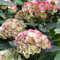 semi di ortensia - piante da giardino giardino di piante semi fiori primaverili ortensie prato fiori selvatici rampicanti resistenti in vaso per esterni per tetti verdi pianta da 35pcs