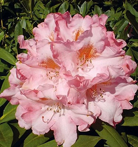 INKARHO - Rhododendron Pink Cherub 20-25cm - Alpenrose