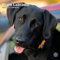 Schwarzer Labrador Retriever Kalender 2024 | quadratischer Wandkalender | 16 Monate | Baker and Bray