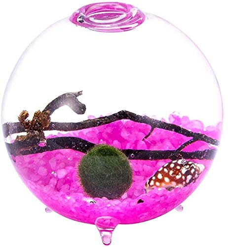 Kit d'aquarium sur Pieds, kit Globe Aquatique avec Terrarium, Vase en Verre avec Pieds, Boules de Mousse Vivante, graviers, Coquillages et Ventilateur