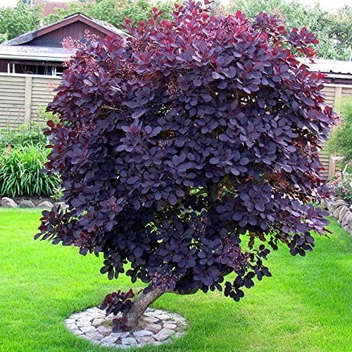 Cotinus coggygria Royal Purple Arbre à perruques Pourpre Royal Arbuste de Jardin Caduc Rustique en Pot – Idéal pour les Massifs, les Bordures et plus encore