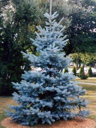 ZECHONDRA Nuevo 50pcs Araucaria Follaje árbol semillas azul