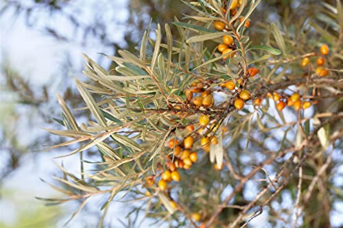 Hippophae rhamnoides 'Hergo' 60-100 cm - Sanddorn, orange Beeren, Erntezeit September-Oktober, ideal für Hecken, bienenfreundlich, winterhart