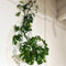 monstera pflanze samen, zimmerpflanzen samen exotische pflanzen pflanzen für sonnige plätze, einfacher Anbau saatgut, pflanzensamen wohnzimmer balkondeko gartensamen kletterpflanzen 10pcs