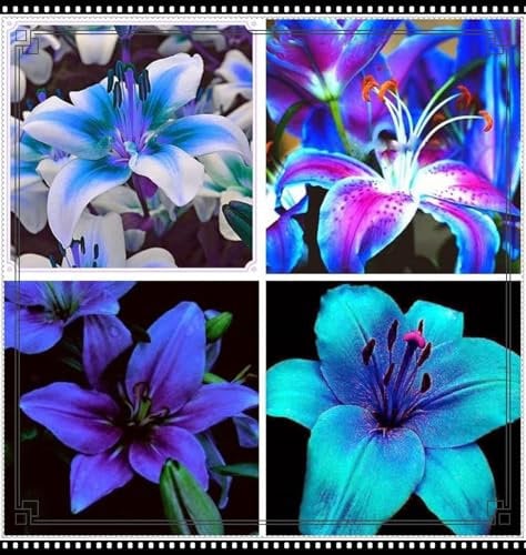 Lily Bulbs UK/Hardy Perennial/Garden Flowers/Wedding Flowers/Plant Bulbs-4bulbs-d