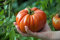 Riesen Tomate 'Brutus' 70 Samen - Früchte wiegen 1-2 kg, 20 cm Durchmesser