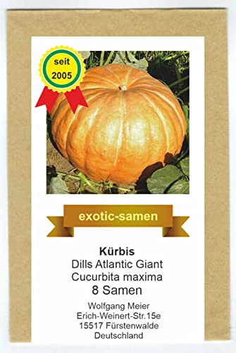 Kürbis Riesenkürbis - Dills Atlantic Giant - Rekordkürbis samenfeste Sorte - 8 Samen