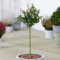 Gardener's Dream Euonymus Harlequin Baum - Immergrüne Zierbäume für Garten, Balkon oder als Terrassen Pflanzen, Winterhart, 70-80 cm (Inkl. Topf)
