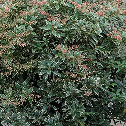 Thompson & Morgan Hardy Perennial Shrub, Pieris Japonica Dwarf ‘Little Heath’, Potted Garden Plants Ideal for Cottage Gardens, Patio and Containers (1 x 9cm Pot)