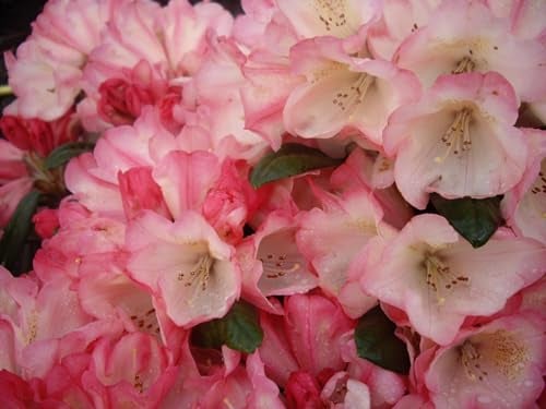 Rhododendron yakushimanum Hybride Kaza - Ball-Rhododendron 30-40 cm