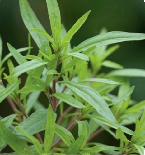 500 ajedrea flor de la hierba Semillas-no-GMO-Orgánica de polinización abierta