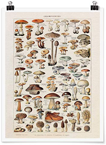 Bilderwelten Poster Vintage Lehrtafel Pilze Selbstklebend seidenmatt 60x45cm