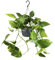 Efeutute - Epipremnum Aureum - Zimmerpflanze - Ø15cm - 25cm