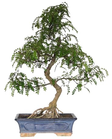 KENTIS - Zanthoxylum Piperitum Bonsai Baum Echt - Szechuan Pfeffer Zimmerbonsai und Gartenbonsai - Zimmerpflanze - H 45/60 cm Topf 29 cm