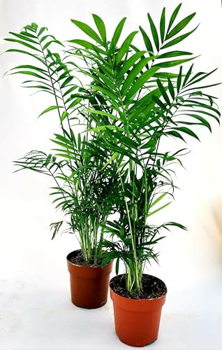 POWERS TO FLOWERS - CHAMAEDOREA VASO 12CM DIAMETRO ALTEZZA 45/50CM, PALMA DA INTERNO, 2 PIANTE, Piante Vere