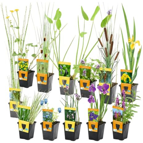 vdvelde․com - Piante acquatiche 12 pezzi con 3 cestini da laghetto | Specie ossigenanti e fioriture di riva per il giardino acquatico, profondita da 1 a 10 cm