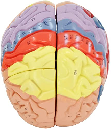 UIGJIOG Natürliche Stärke Zerebral Anatomie Muster 2X Brain-Modell für Neurowissenschaften, Hirnanatomisches Modell für Psychologie-Gehirn-Innenstruktur, hölzerne Unterstützung