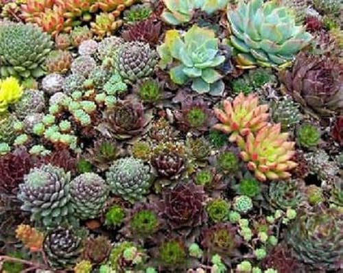 Sempervivum Mixed Species 'House Leek' Perennial XXL Plug Plants Pack x3