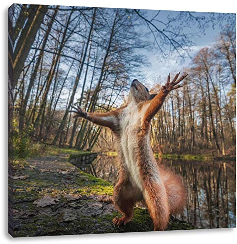 Pixxprint Lustiges Eichhörnchen steht im Wald, Größe: 70x70 cm, Leinwandbild Quadratisch, Wandbild, Kunstdruck, fertig bespannt