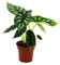 Exotenherz - Alocasia baginda Dragon Scale - Tropenwurz - Alokasie - Drachenschuppen-Pfeilblatt - 12cm Topf