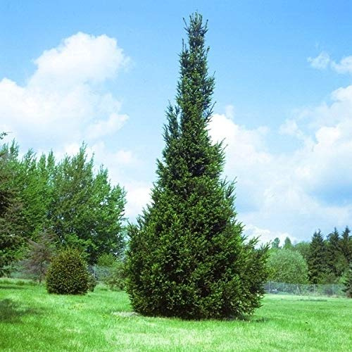 Säulen Fichte 80-100cm - Picea abies - lebende Gartenpflanze aus den Baumschulen